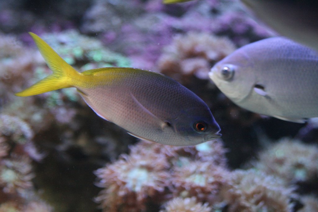 Yellowtail Fusilier