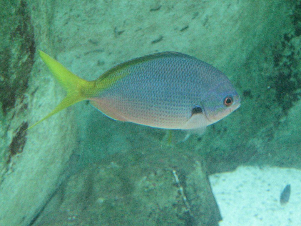 Yellowtail Fusilier