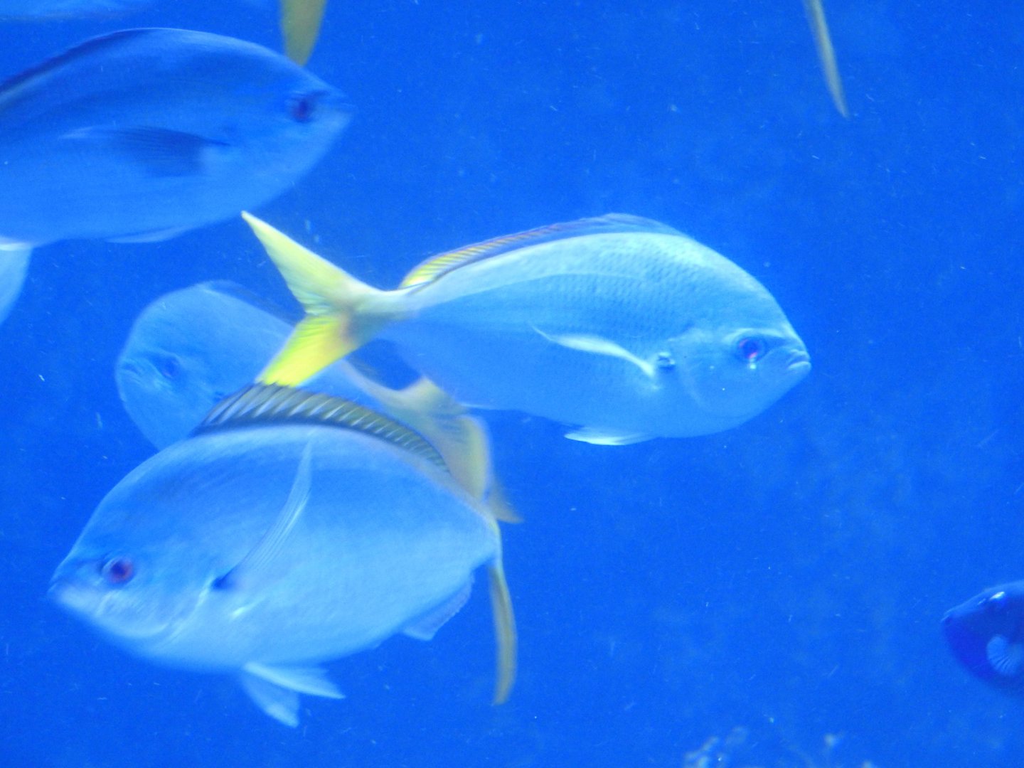 Yellowtail Fusiliers