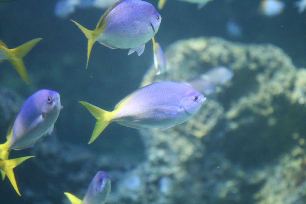 Yellowtail Fusiliers