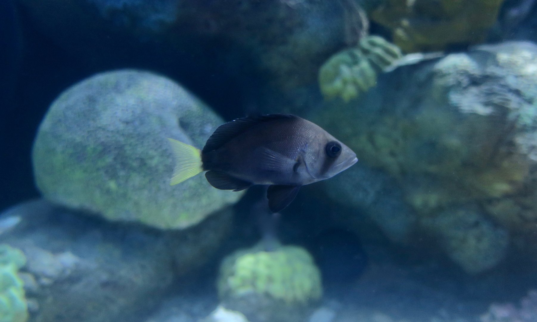 Yellowtail Hamlet (Hypoplectrus chlorurus)