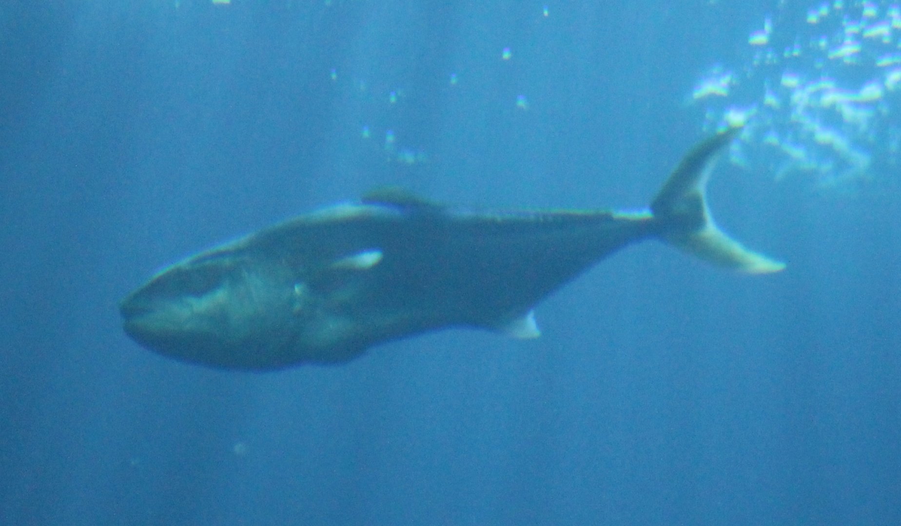 Yellowtail Kingfish (Seriola lalandi)