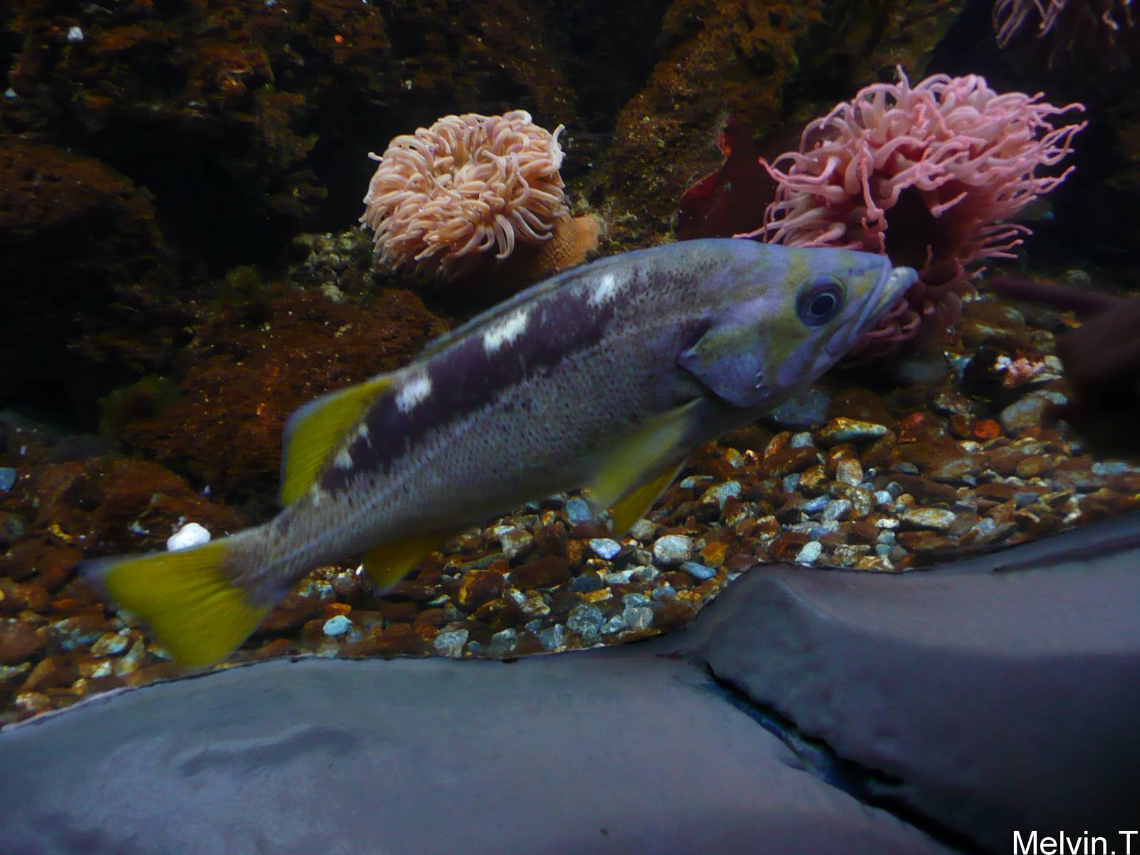Yellowtail rockfish / Sebaste a queue jaune (Sebastes flavidus)