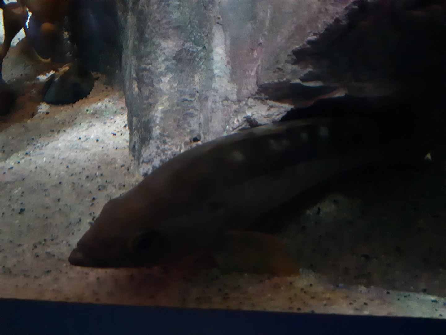 Yellowtail Rockfish (Sebastes flavidus)