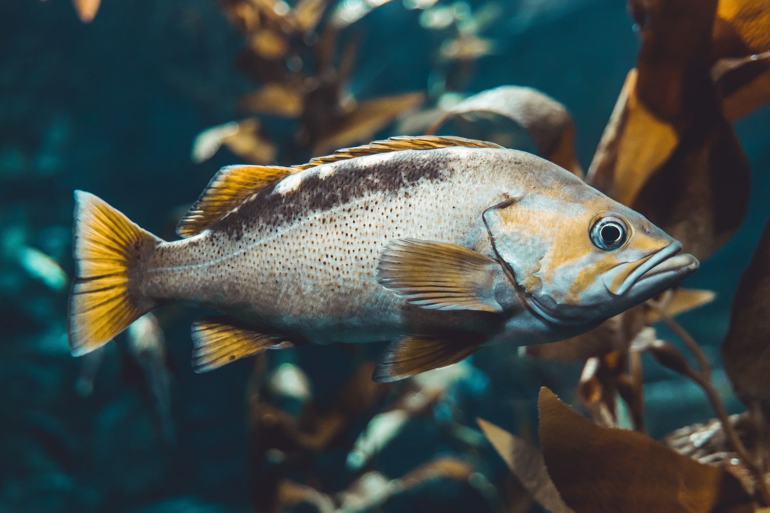 Yellowtail rockfish (Sebastes flavidus)