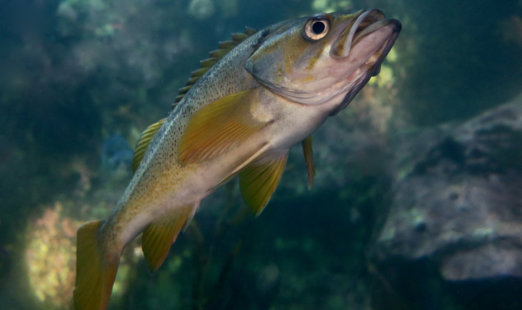 Yellowtail Rockfish (Sebastes flavidus)