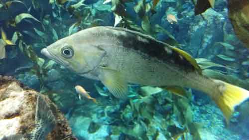 Yellowtail Rockfish