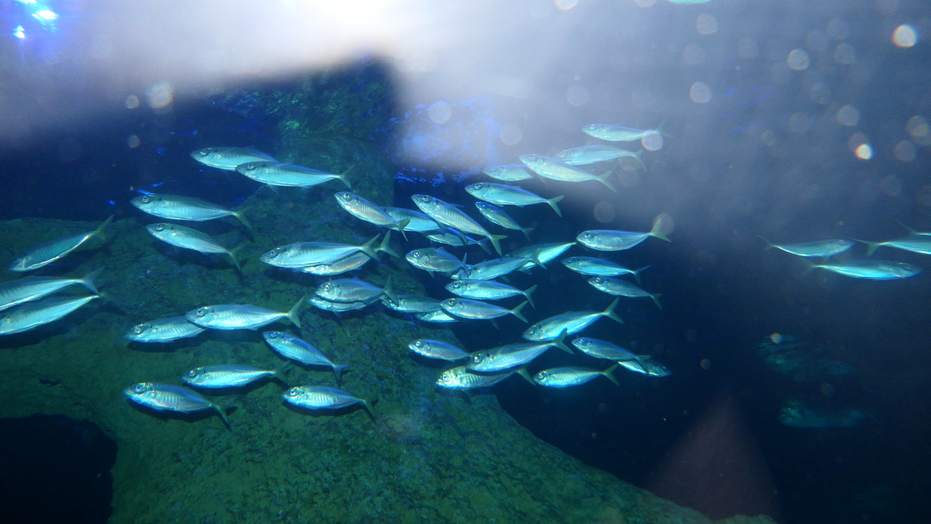 Yellowtail Scad (Trachurus novaezelandiae)?