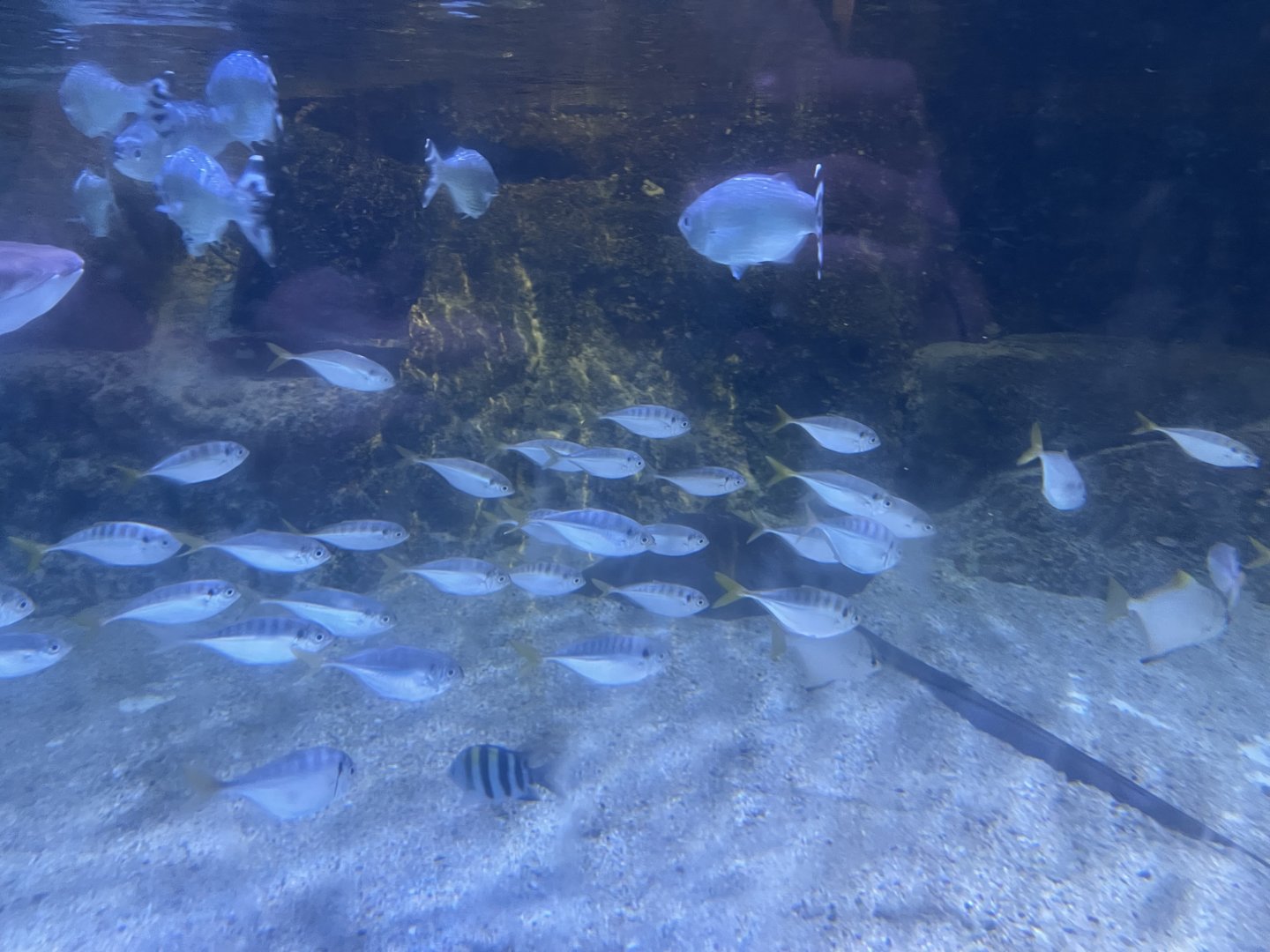 yellowtail scads (atule mate) (1)