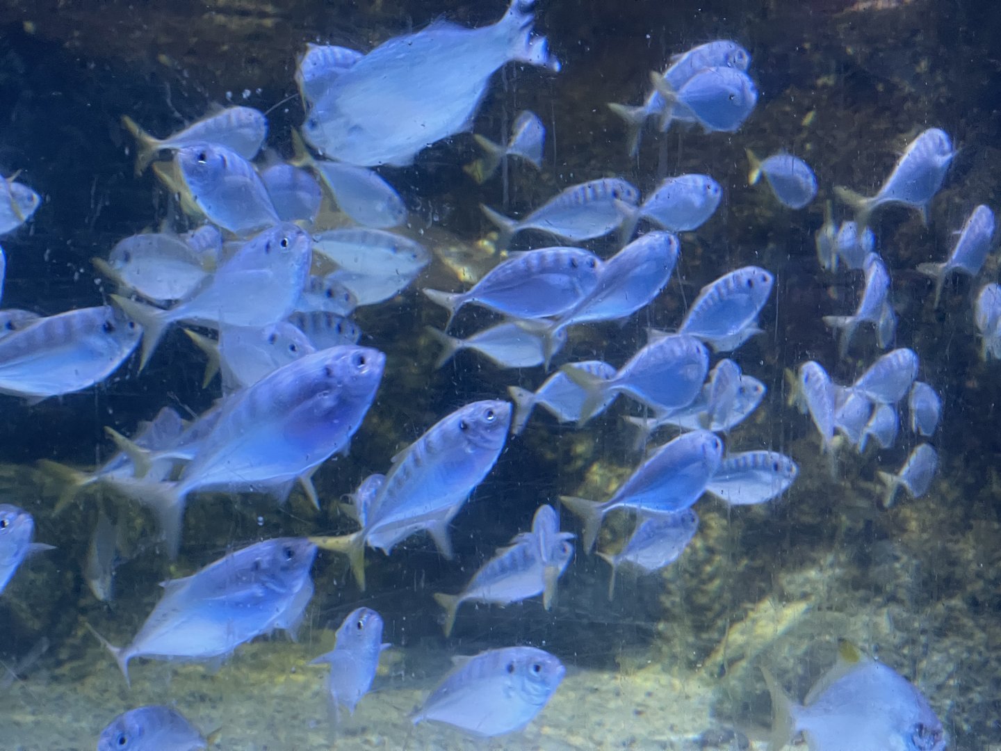 yellowtail scads (atule mate) (2)