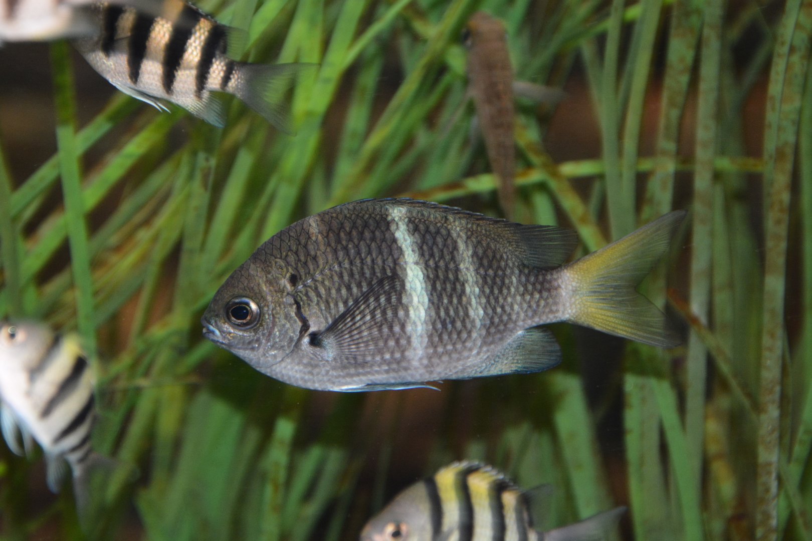 Yellowtail sergeant (Abudefduf notatus)