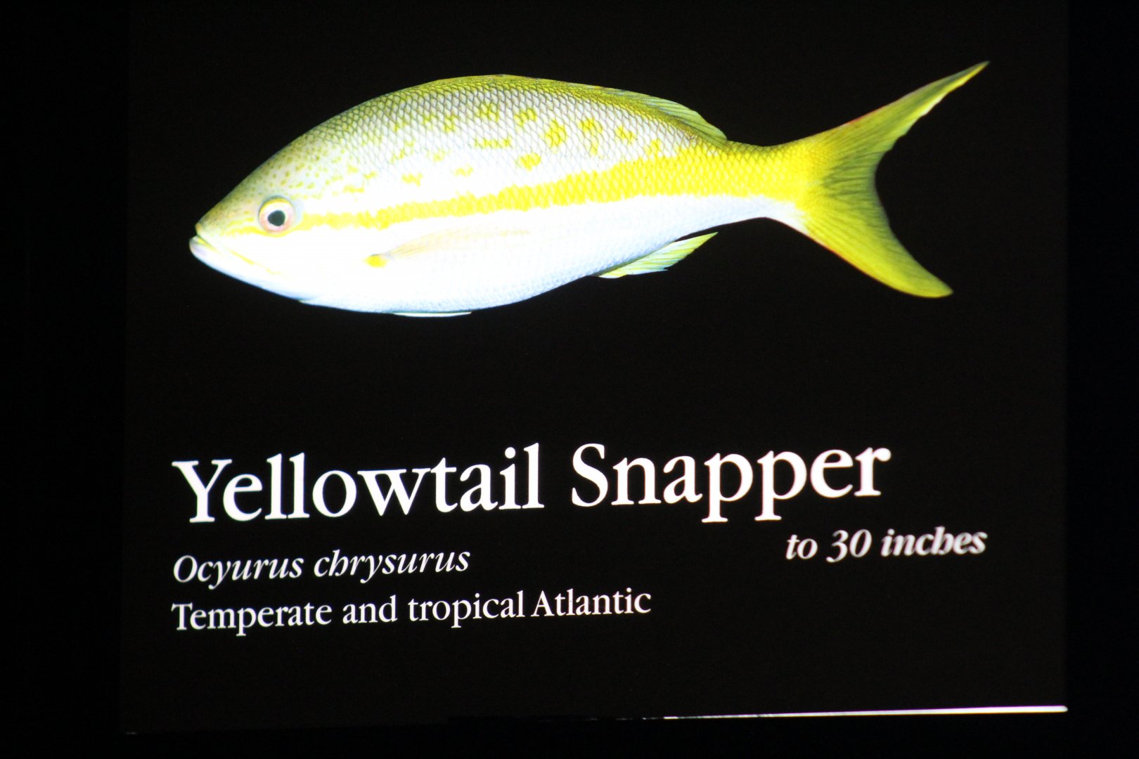Yellowtail Snapper Sign