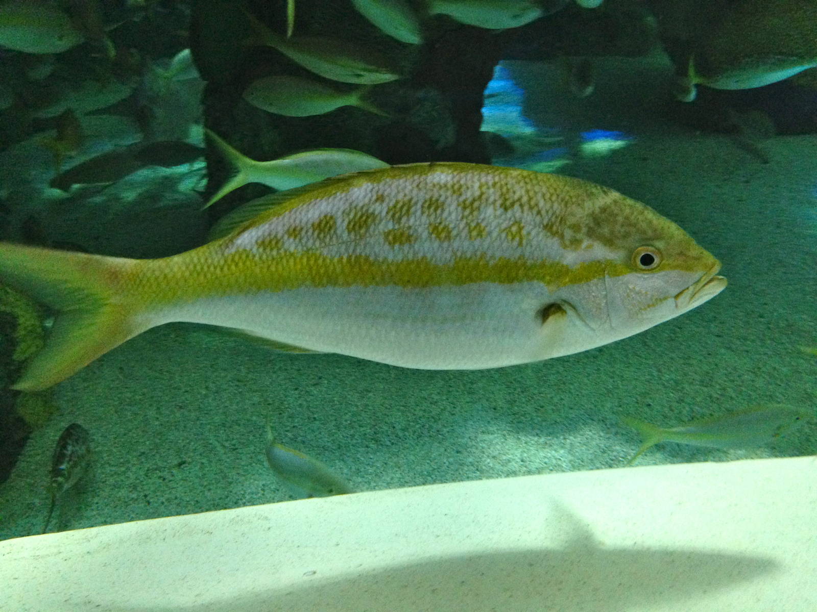 Yellowtail Snapper