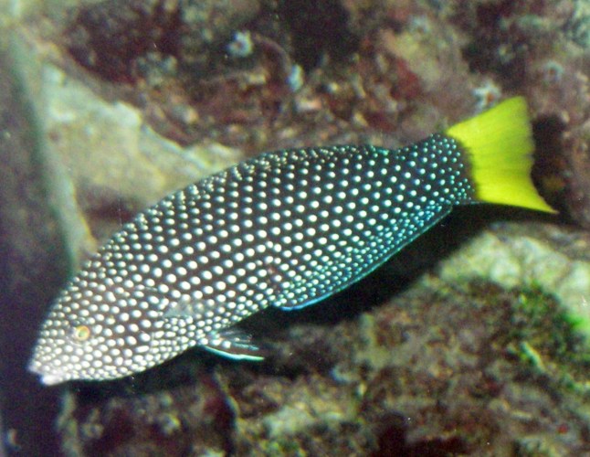 Yellowtail Tamarin Wrasse (Anampses meleagrides)