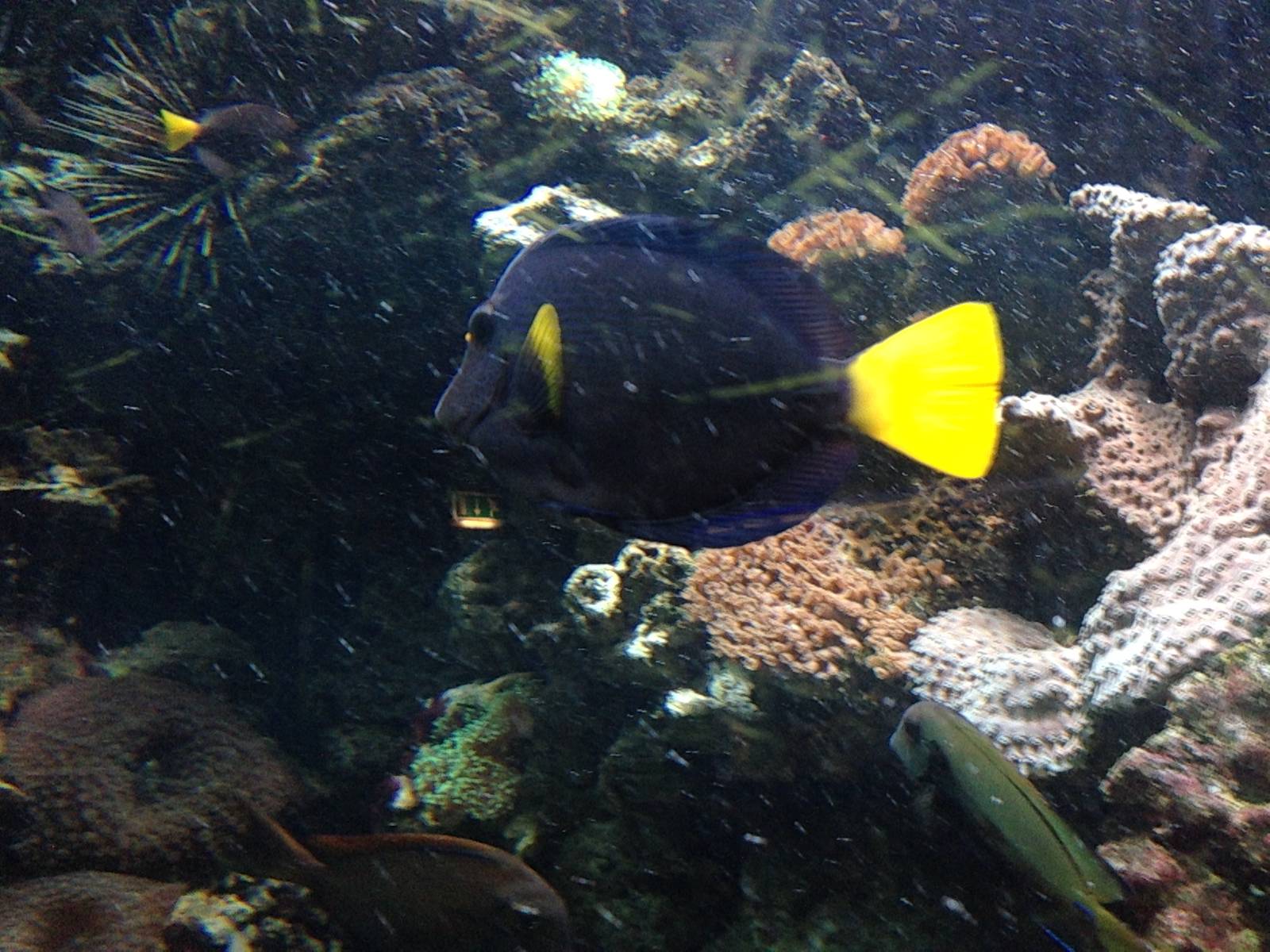 Yellowtail Tang at Blue Planet Aquarium - 05/10/2013