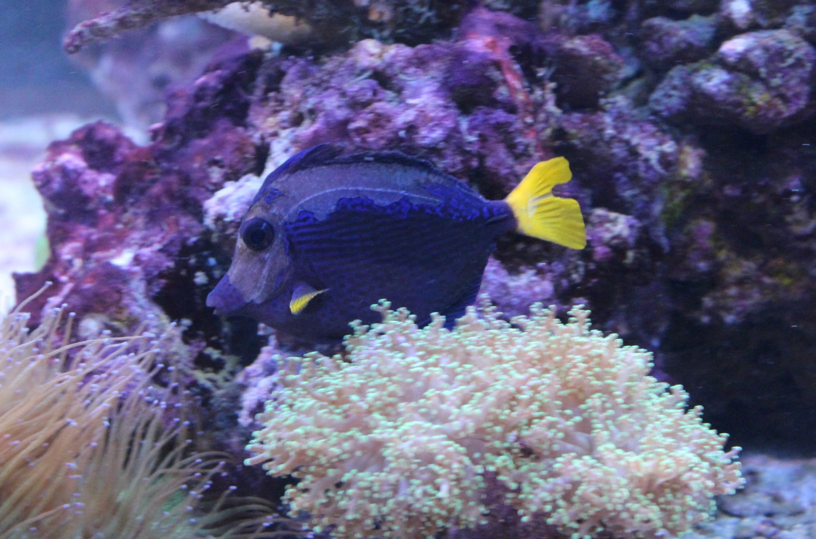 Yellowtail tang - Zebrasoma xanthurum