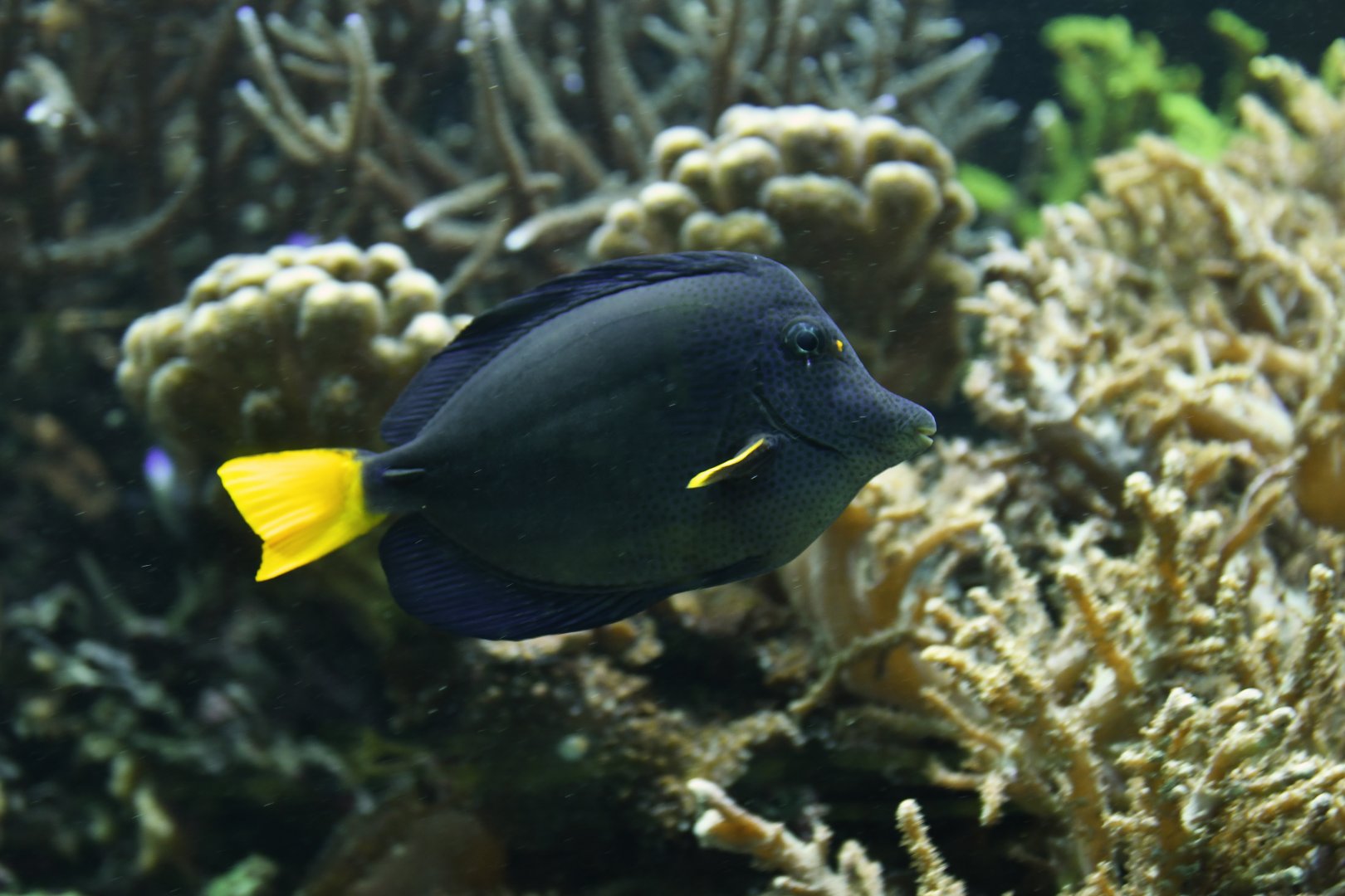 Yellowtail tang (Zebrasoma xanthurum)