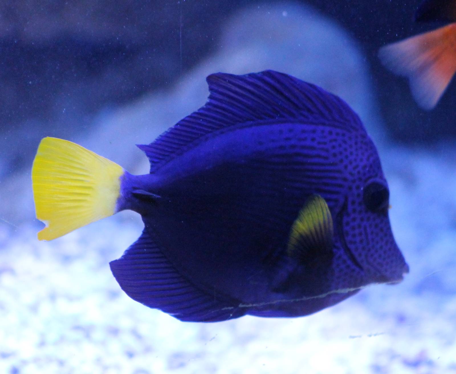 Yellowtail tang