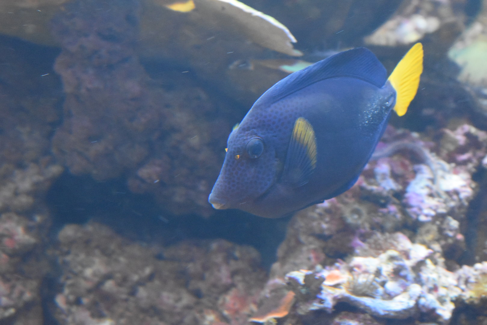Yellowtail Tang