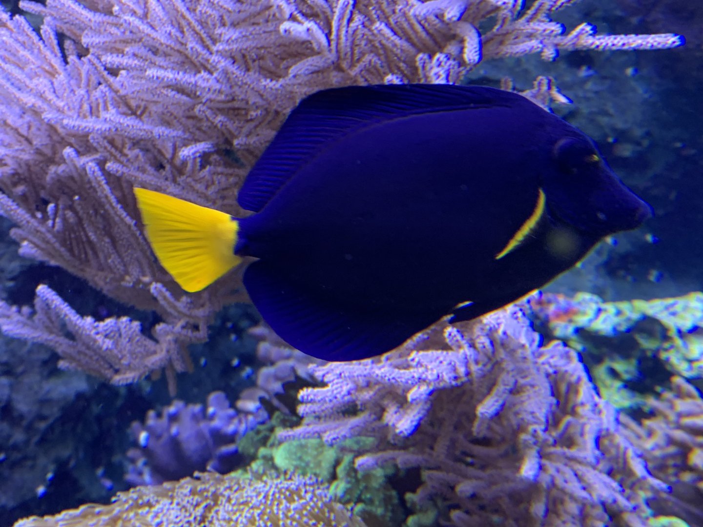 Yellowtail tang