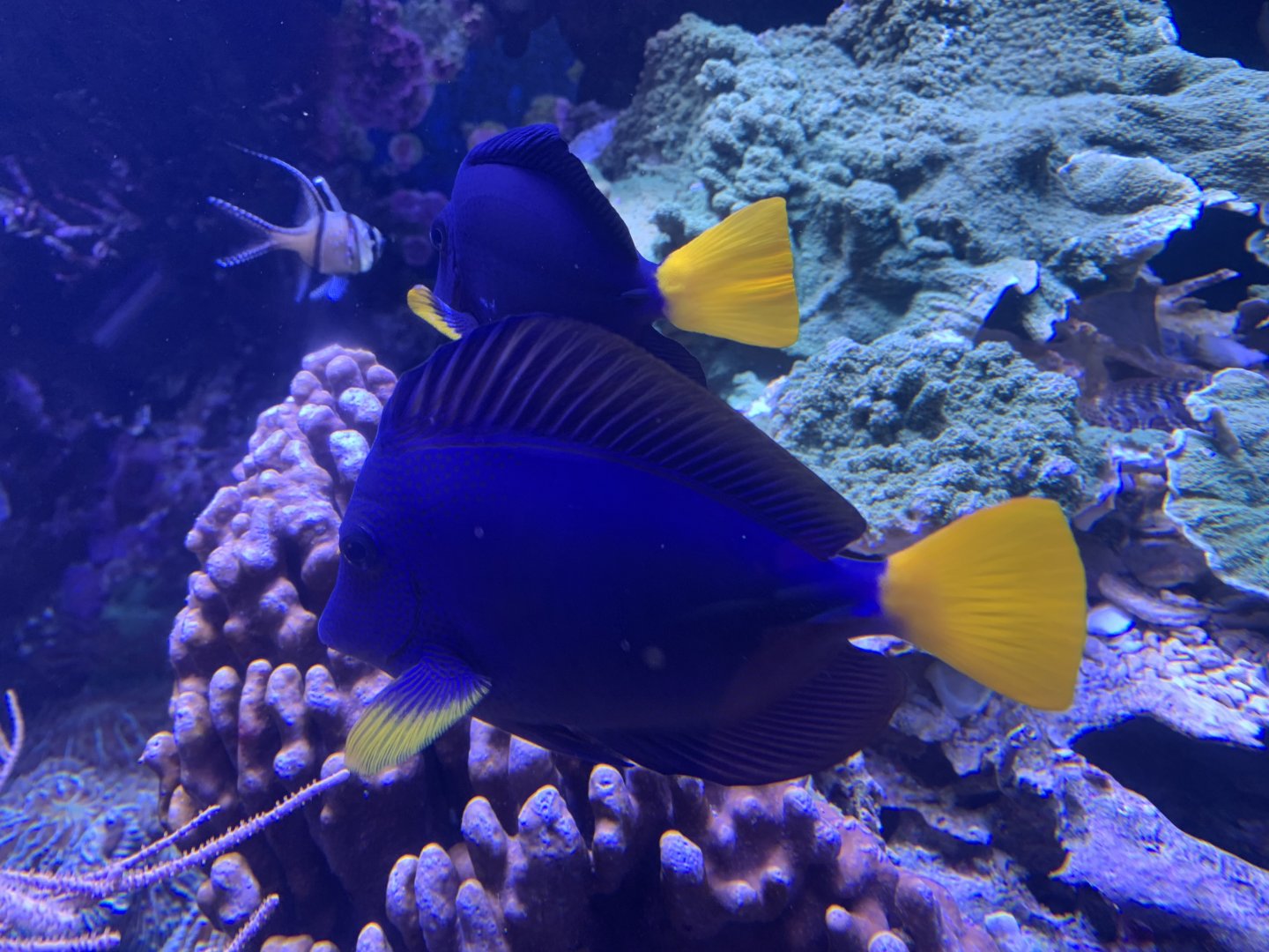 Yellowtail tang