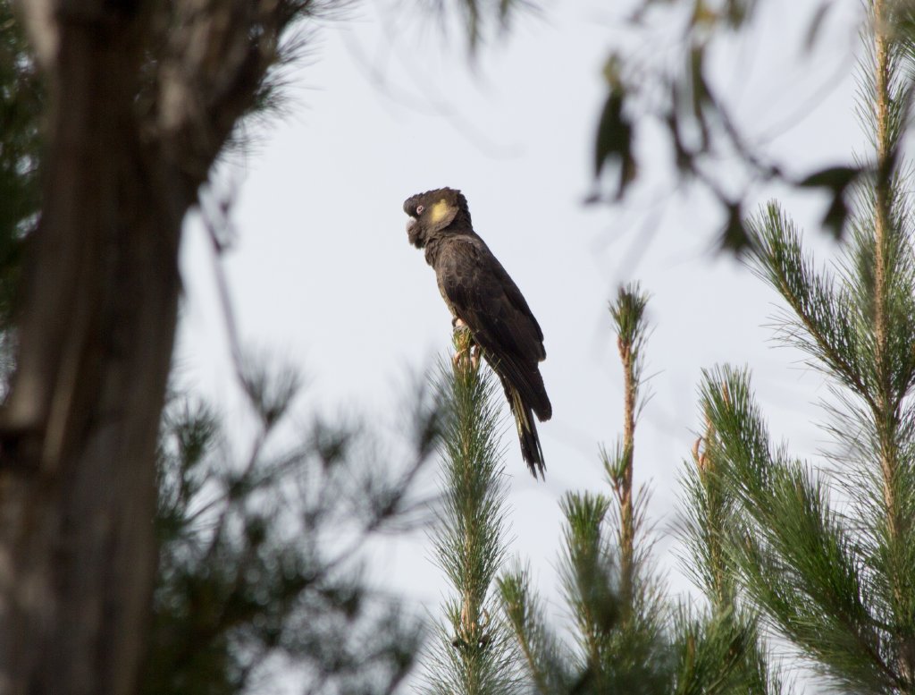 Yellowtailed Black Cockatoos male (Calyptorhynchus funereus)