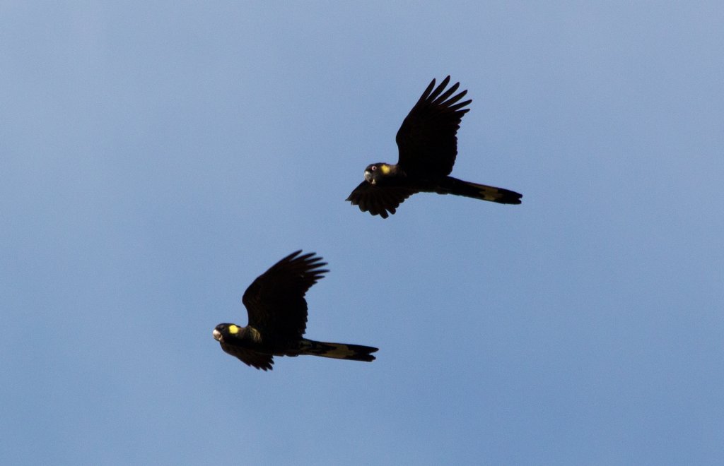 Yellowtailed Black Cockatoos pair (Calyptorhynchus funereus)
