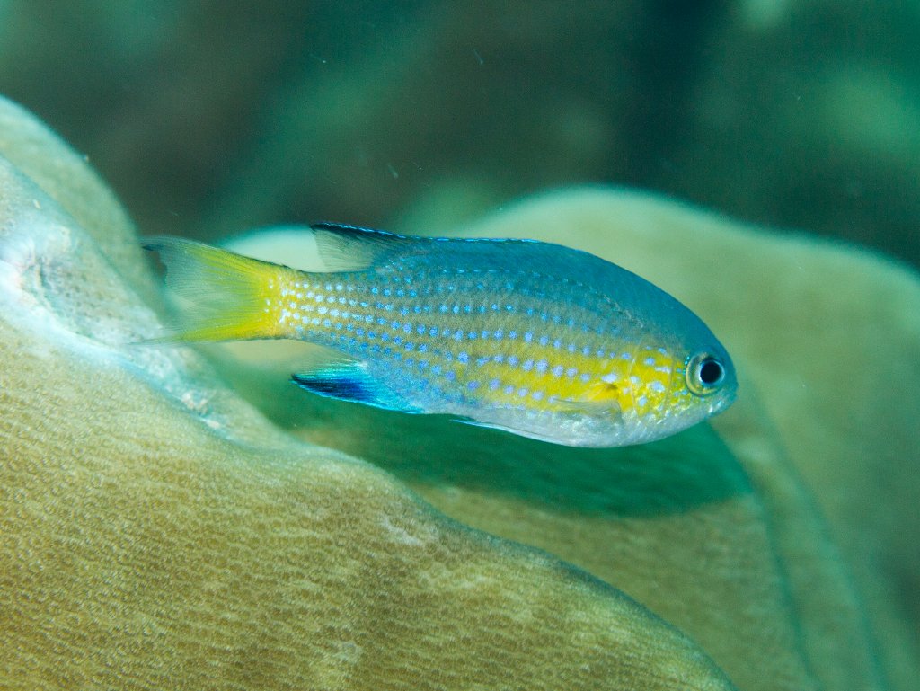 Yellowtailed Chromis