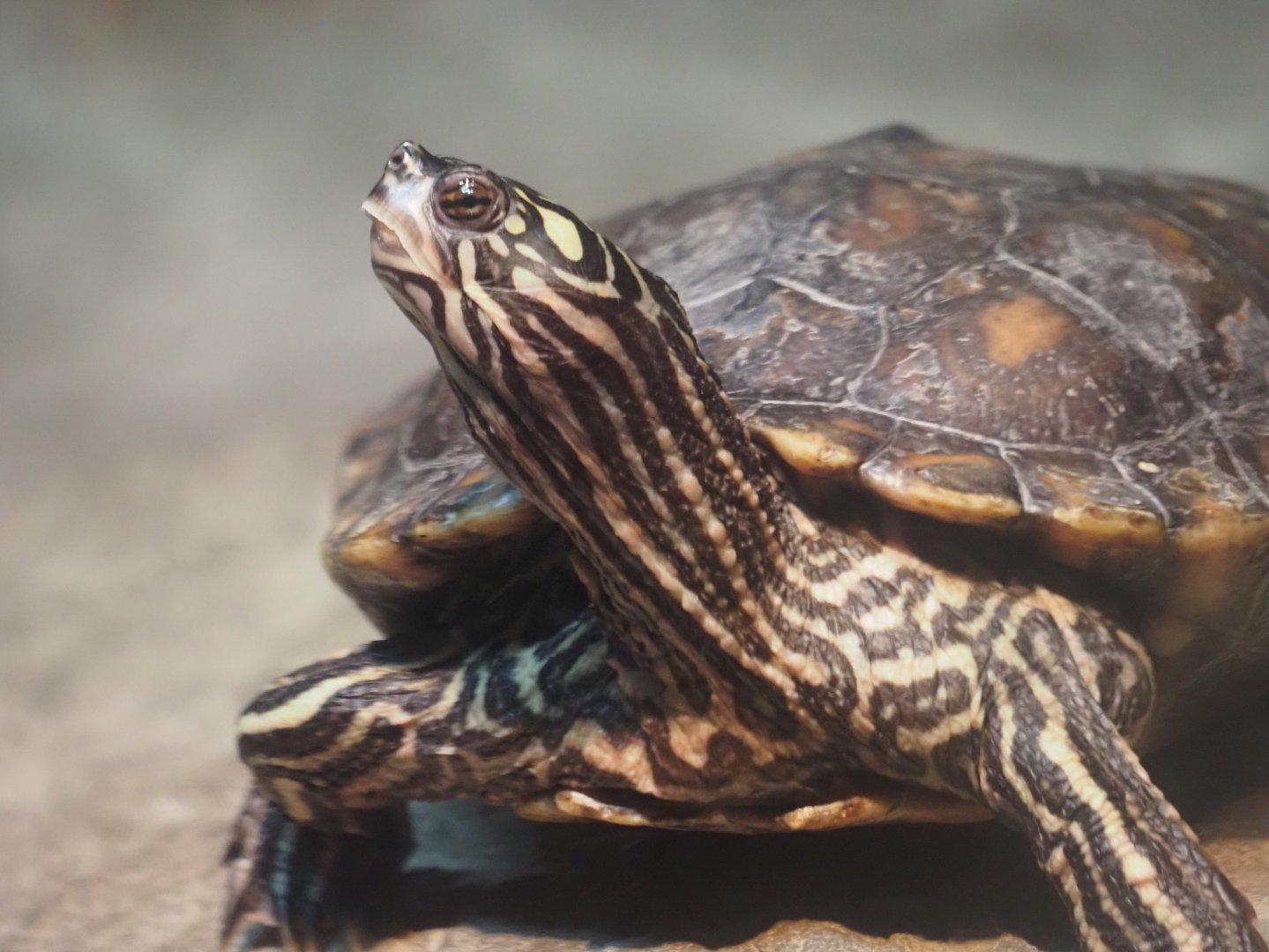 Yelow-Blotched Map Turtle