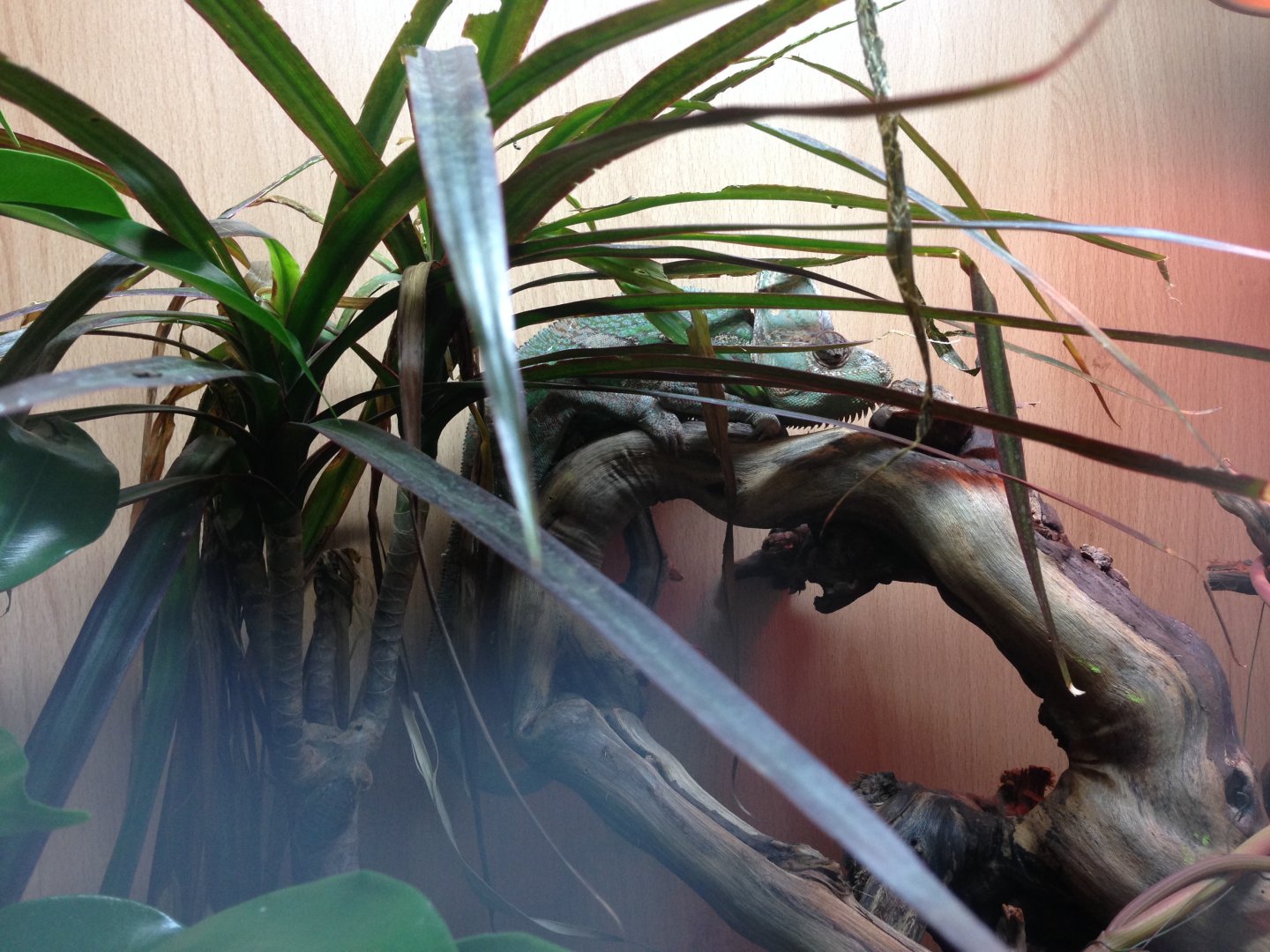 Yemen Chameleon - (Chameleo Calyptratus)