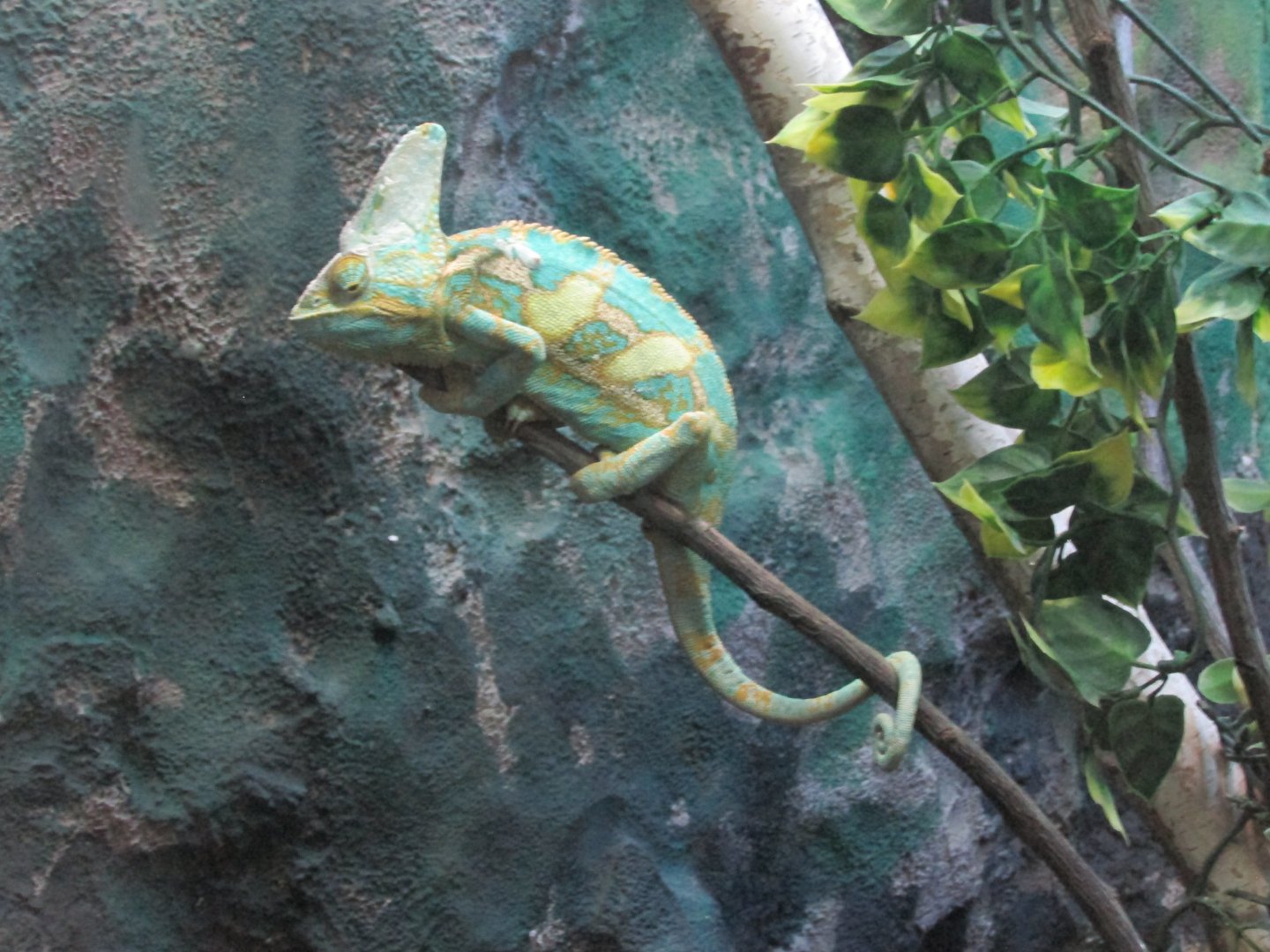 yemen chameleon
