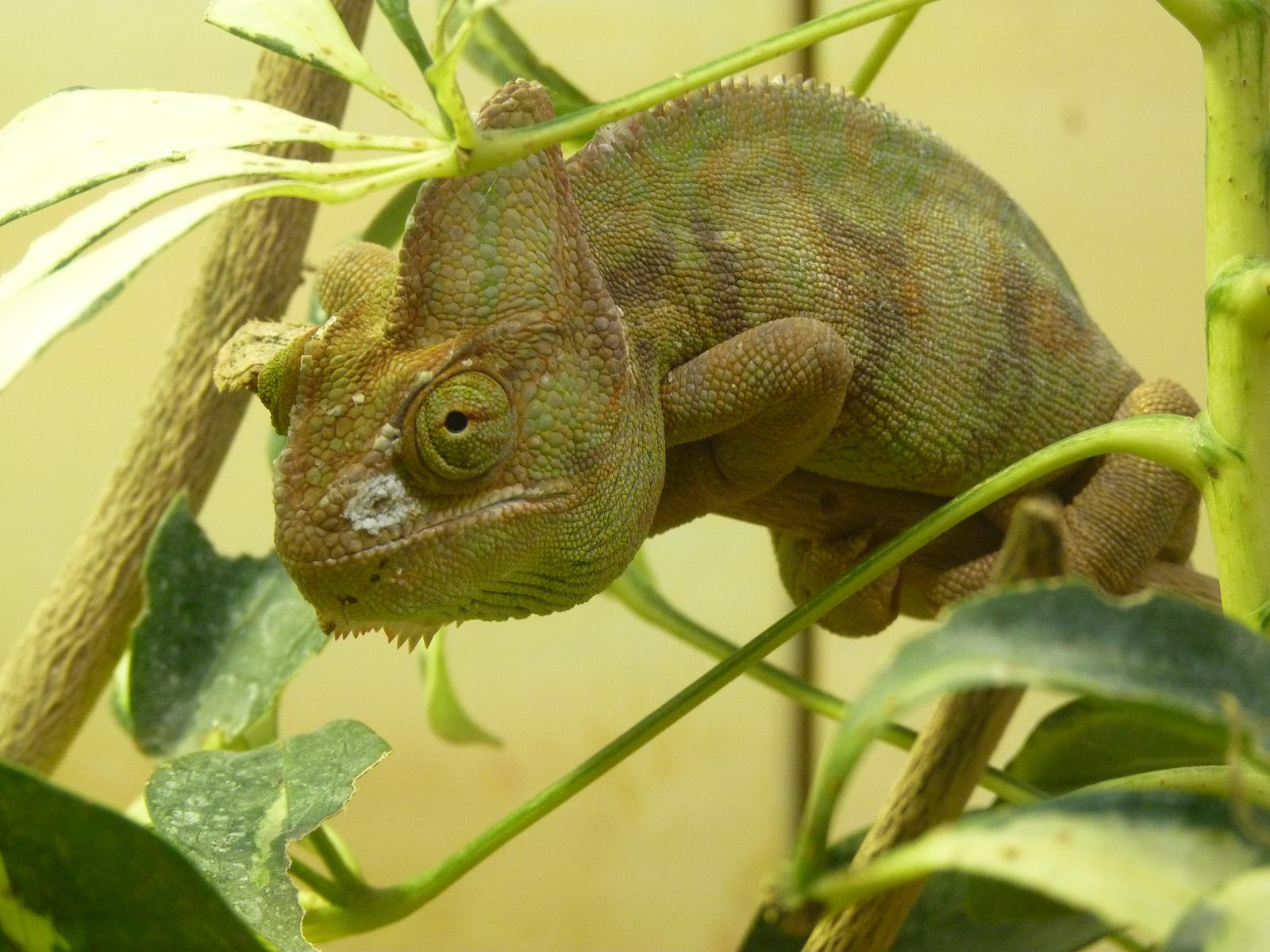 Yemen Chameleon