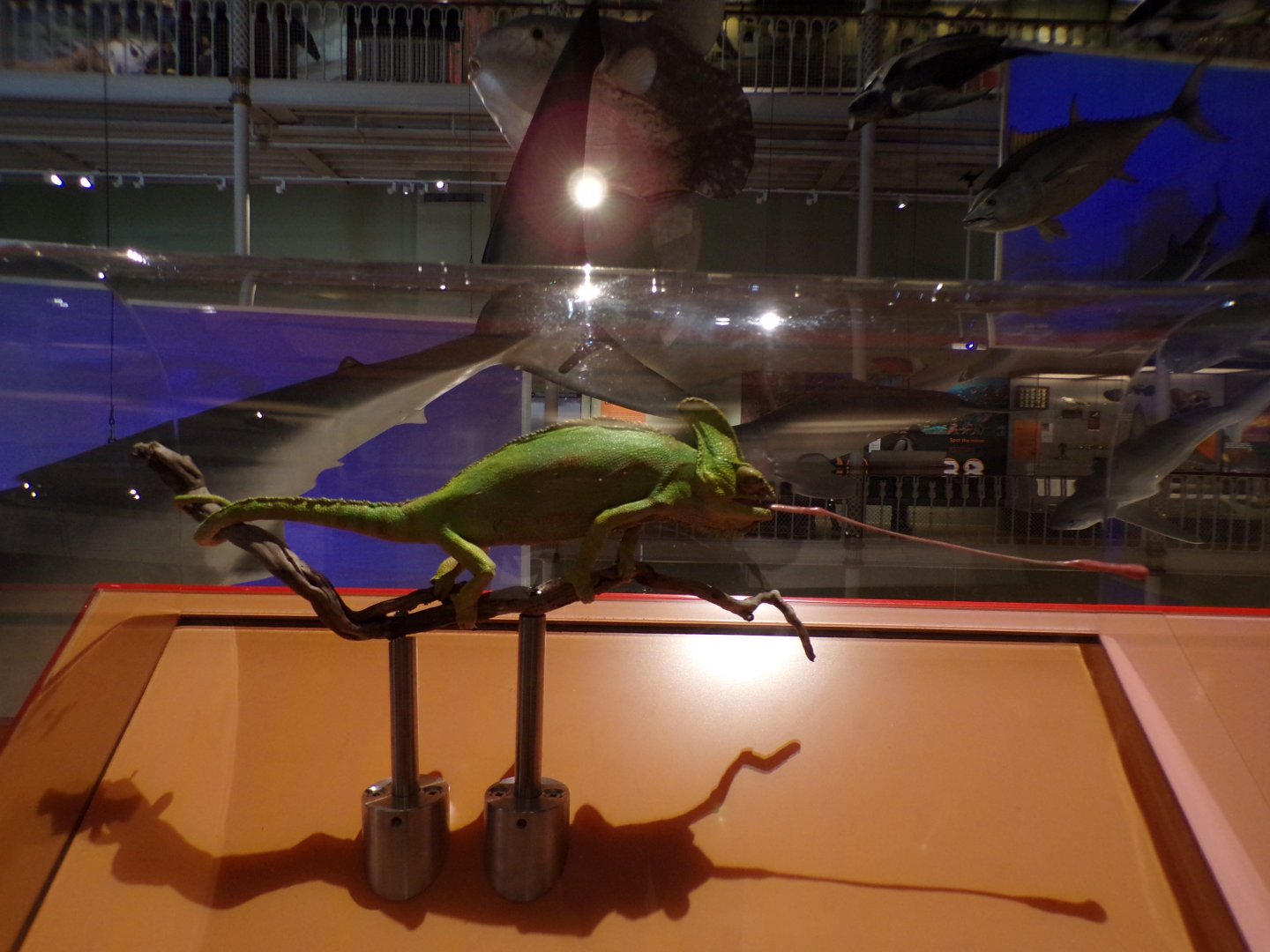 Yemeni chameleon 26.8.23