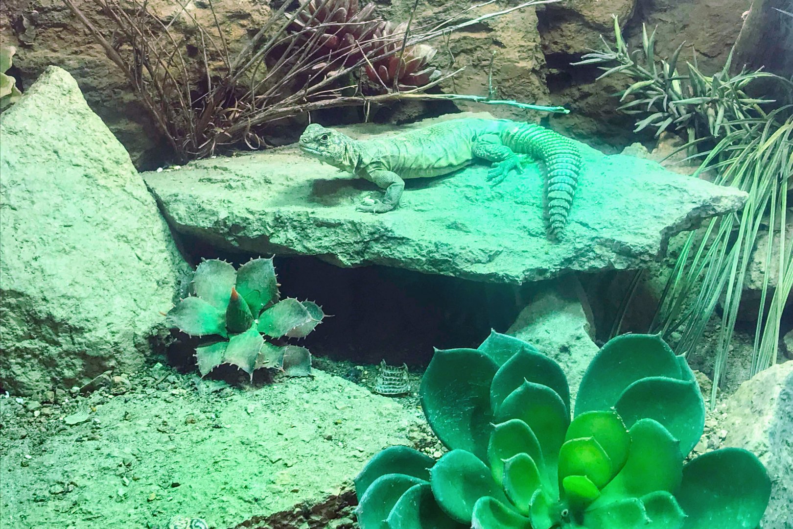 Yemeni Spiny-tailed Lizard