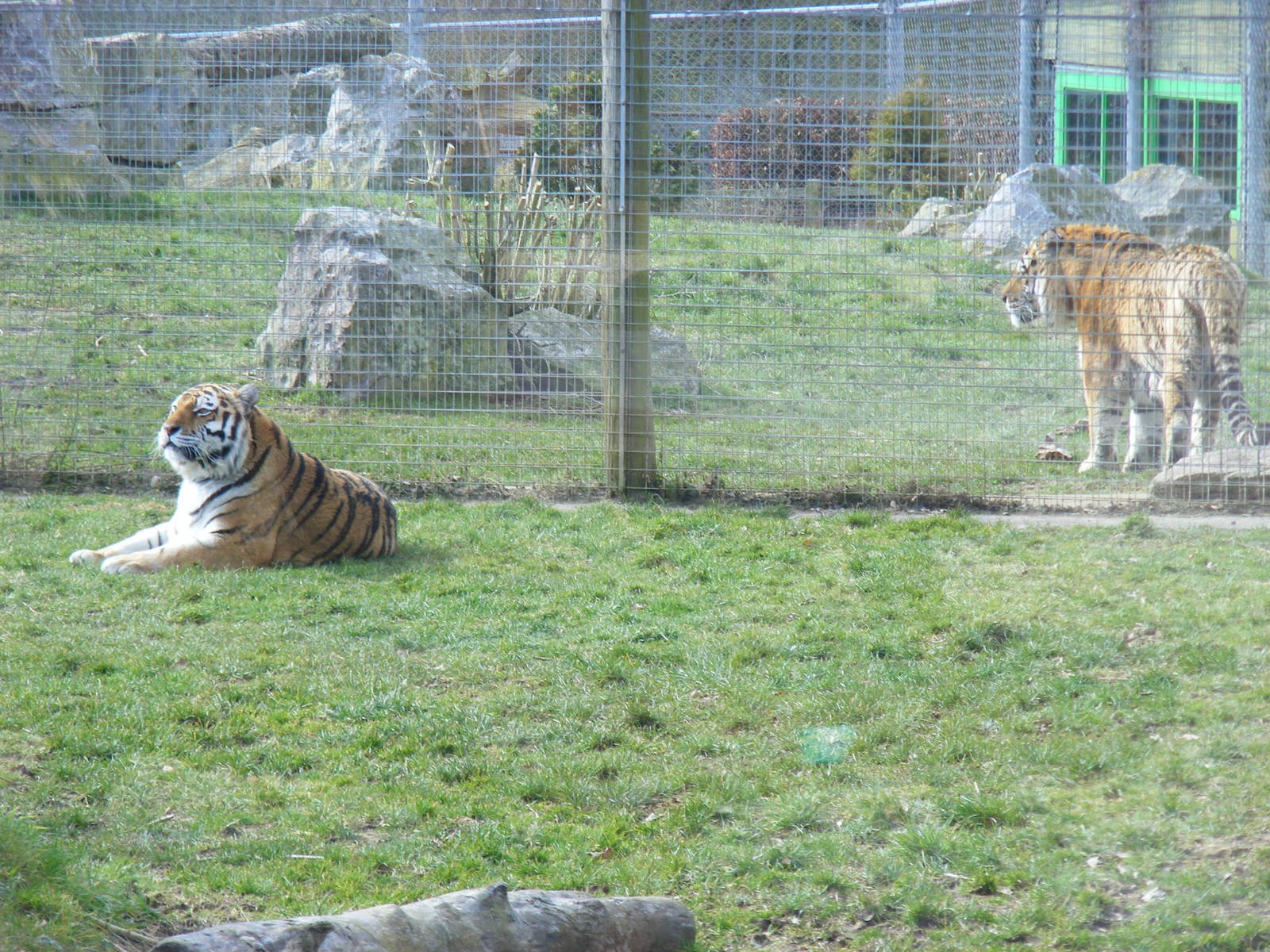 Yenna and Gamin the Amur tigers at Marwell Wildlife, 6 March 2010