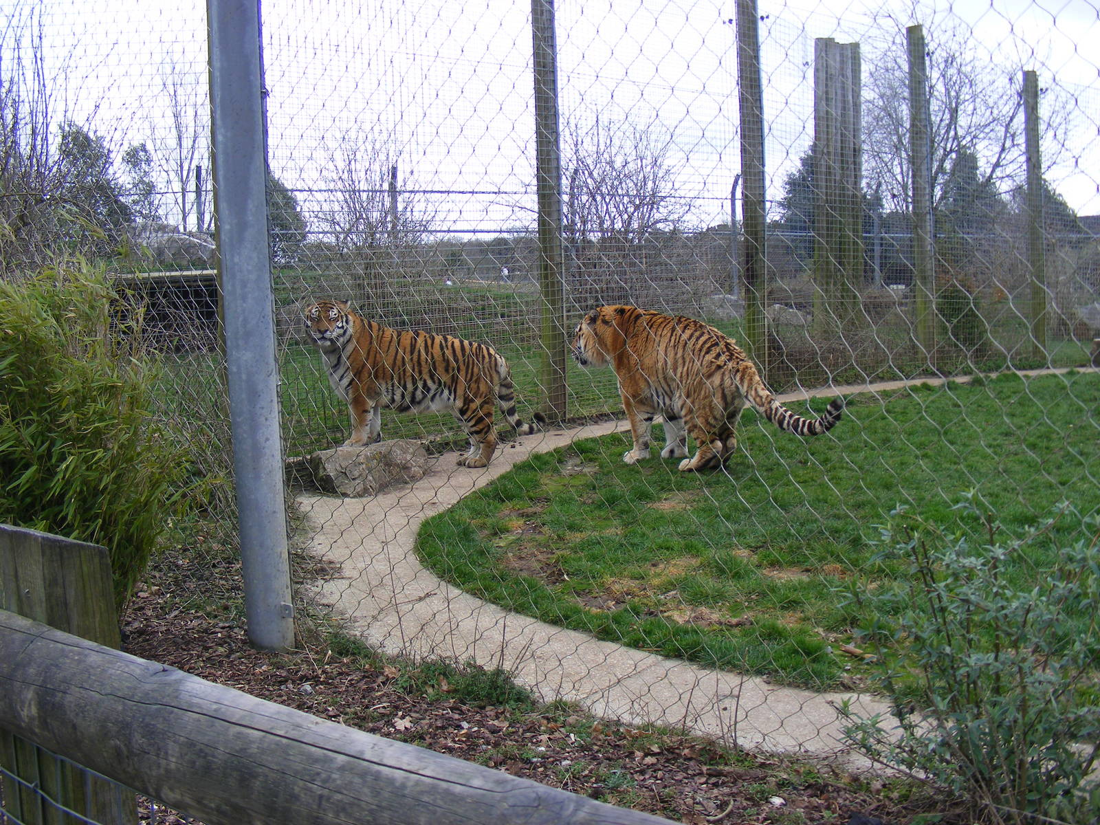 Yenna and Gamin the Amur Tigers at Marwell Zoo, 8 March 2009
