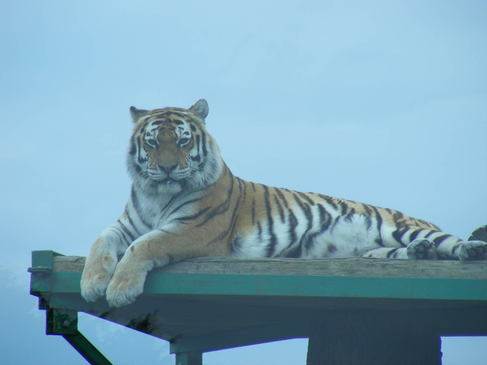 Yenna the amur tiger at Marwell Wildlife, 10 July 2009