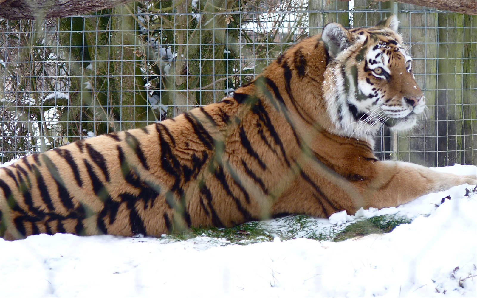 Yenna the Amur Tiger