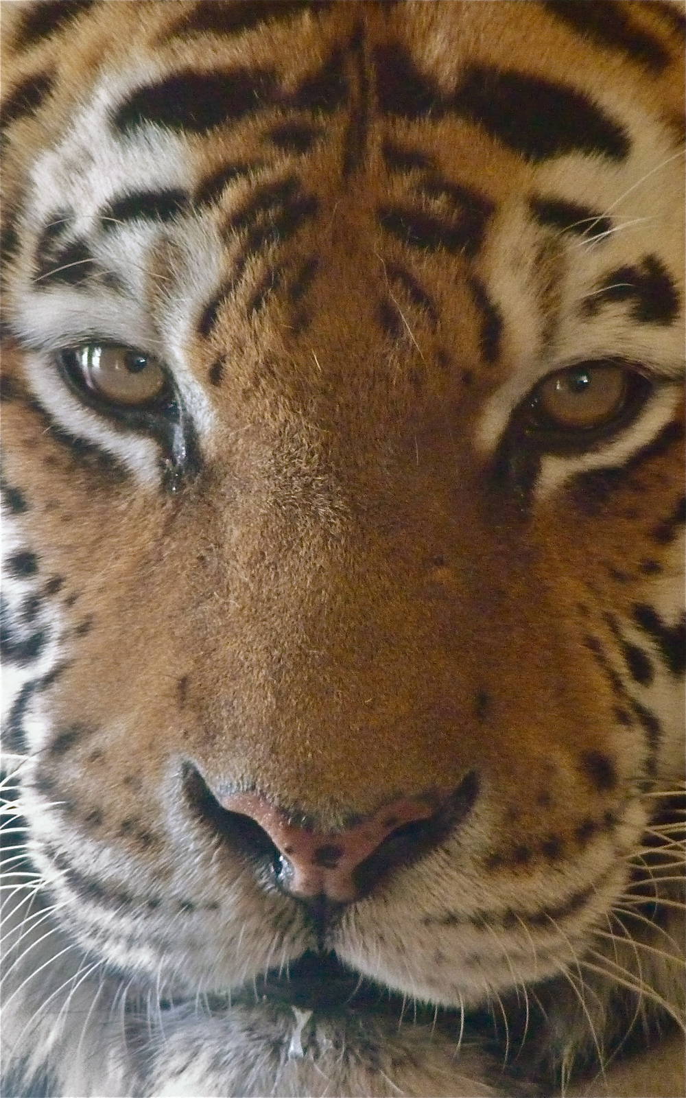 Yenna the Amur Tiger