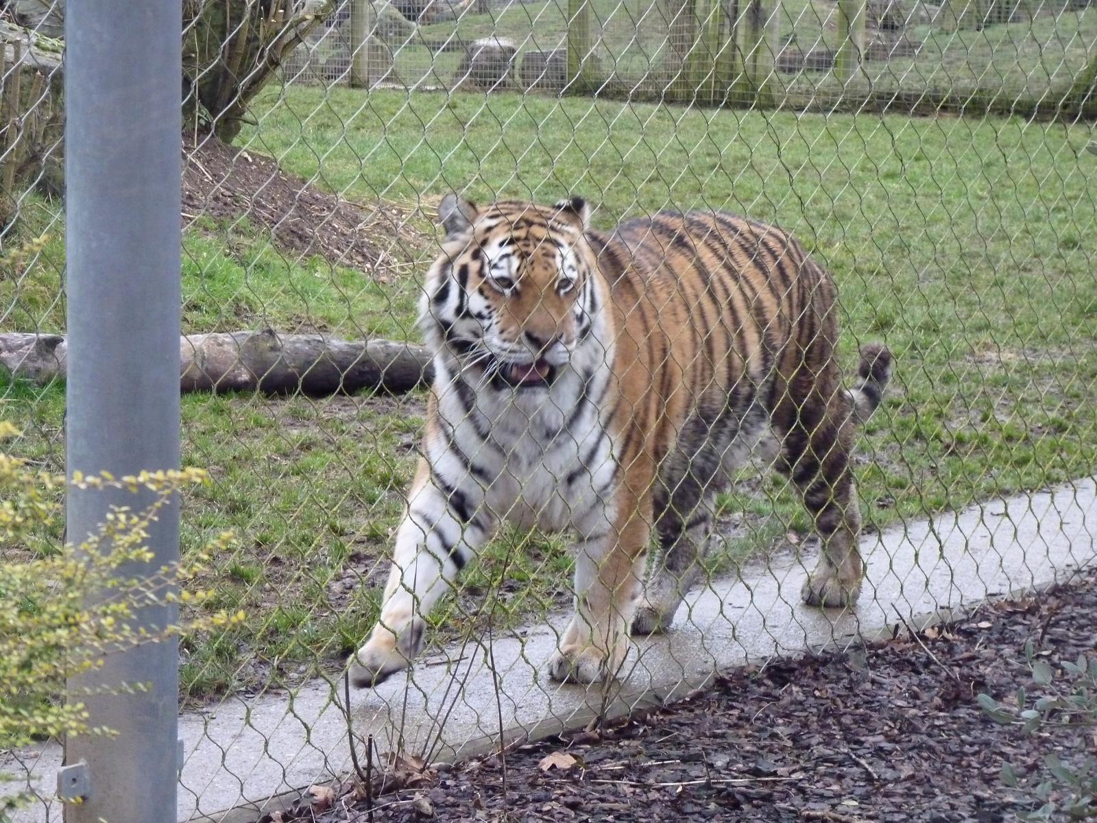 Yenna the Amur Tiger