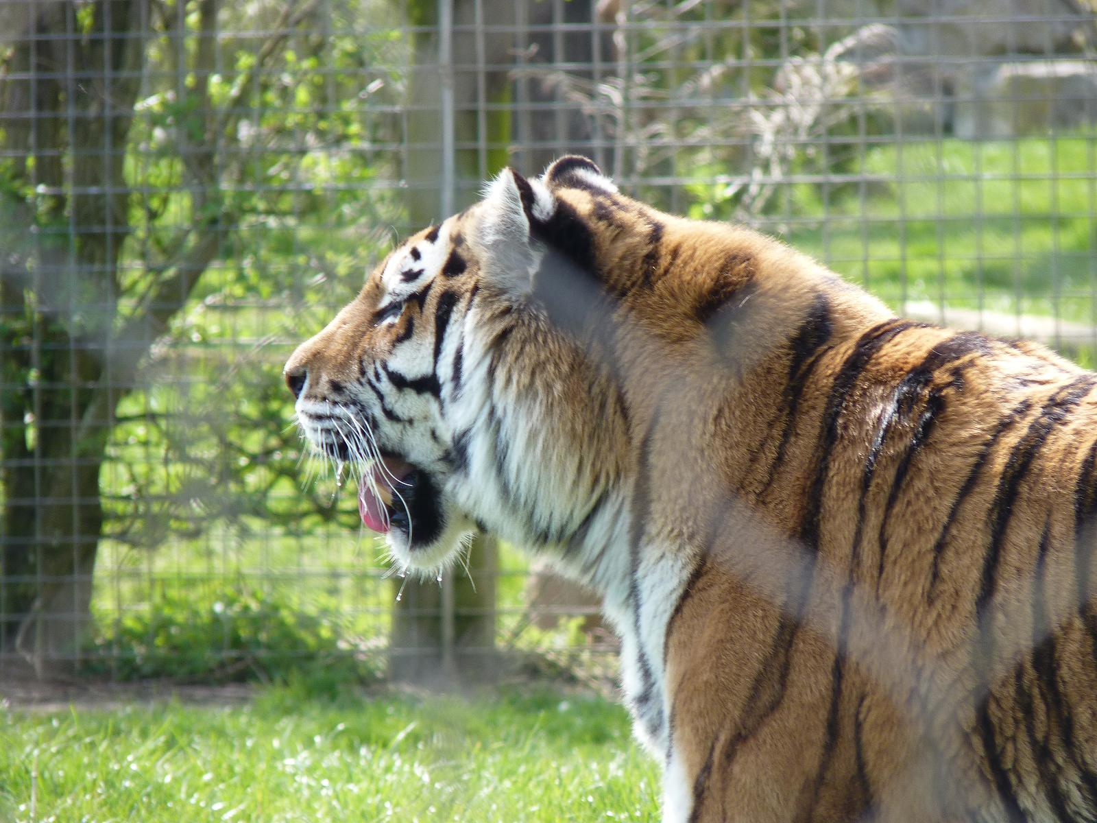 Yenna the Amur Tiger