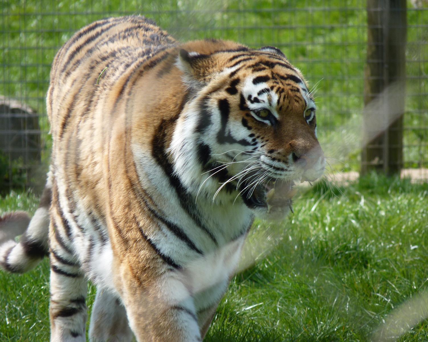 Yenna the Amur Tiger