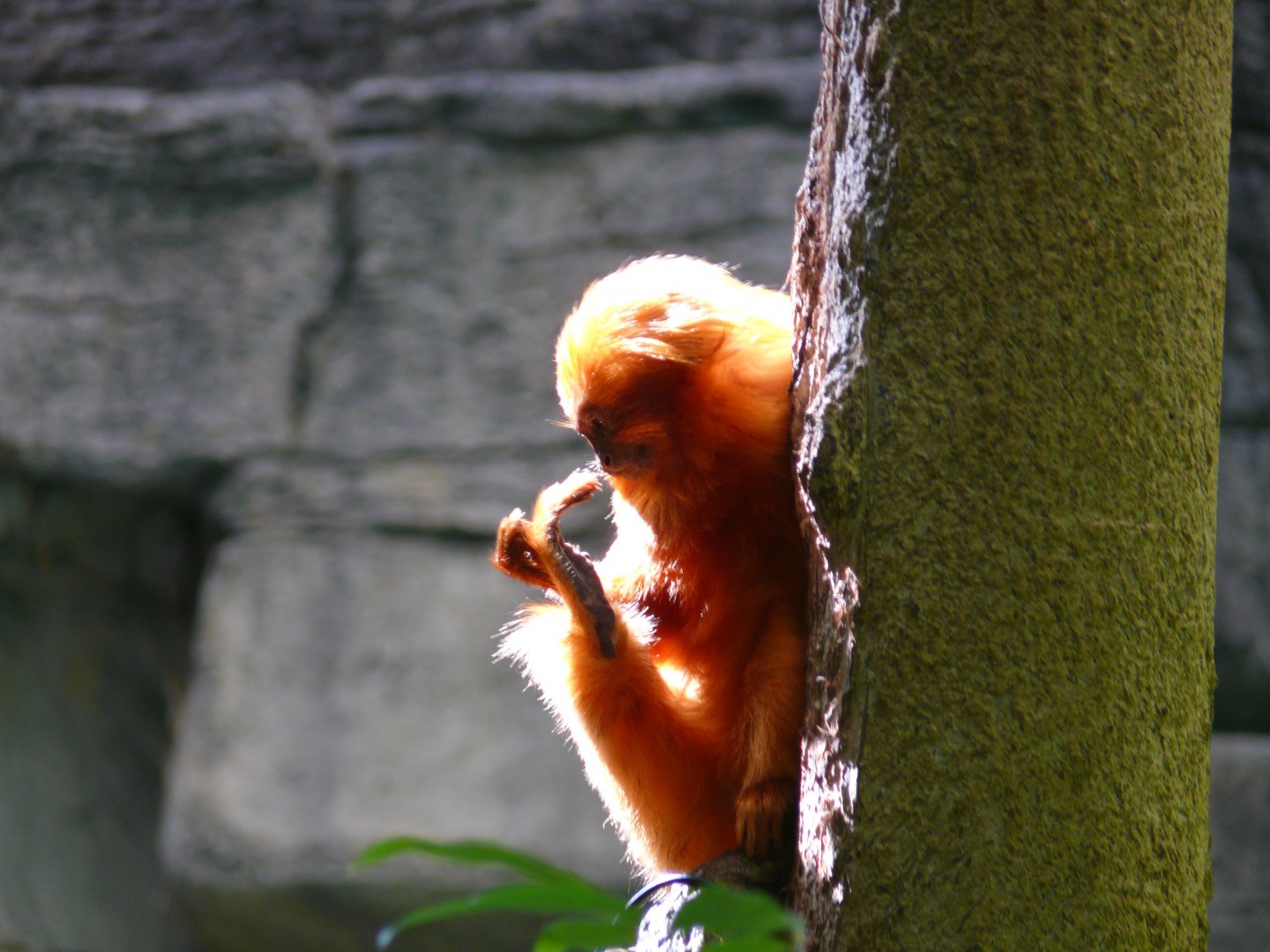 "Yep! That is definitely a foot." - reopening 31-08-2020