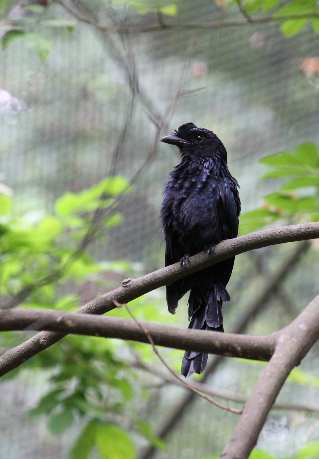 Yes, Another Bird ID Needed