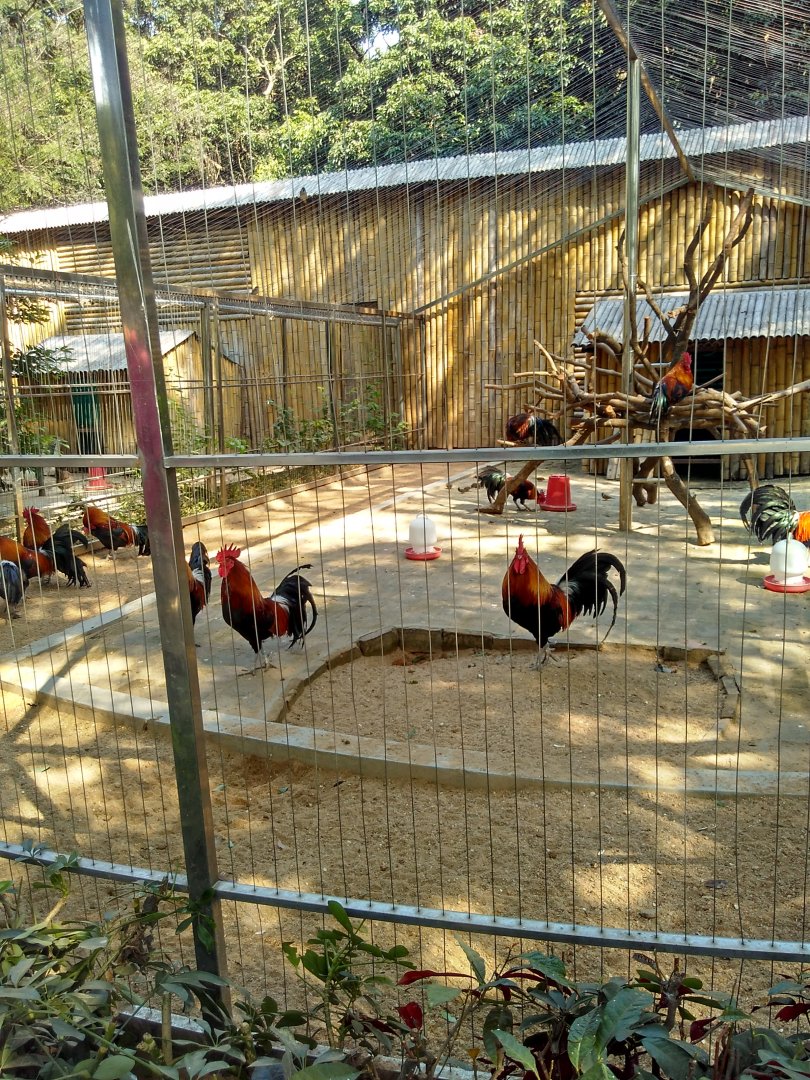Yes,chicken in zoo