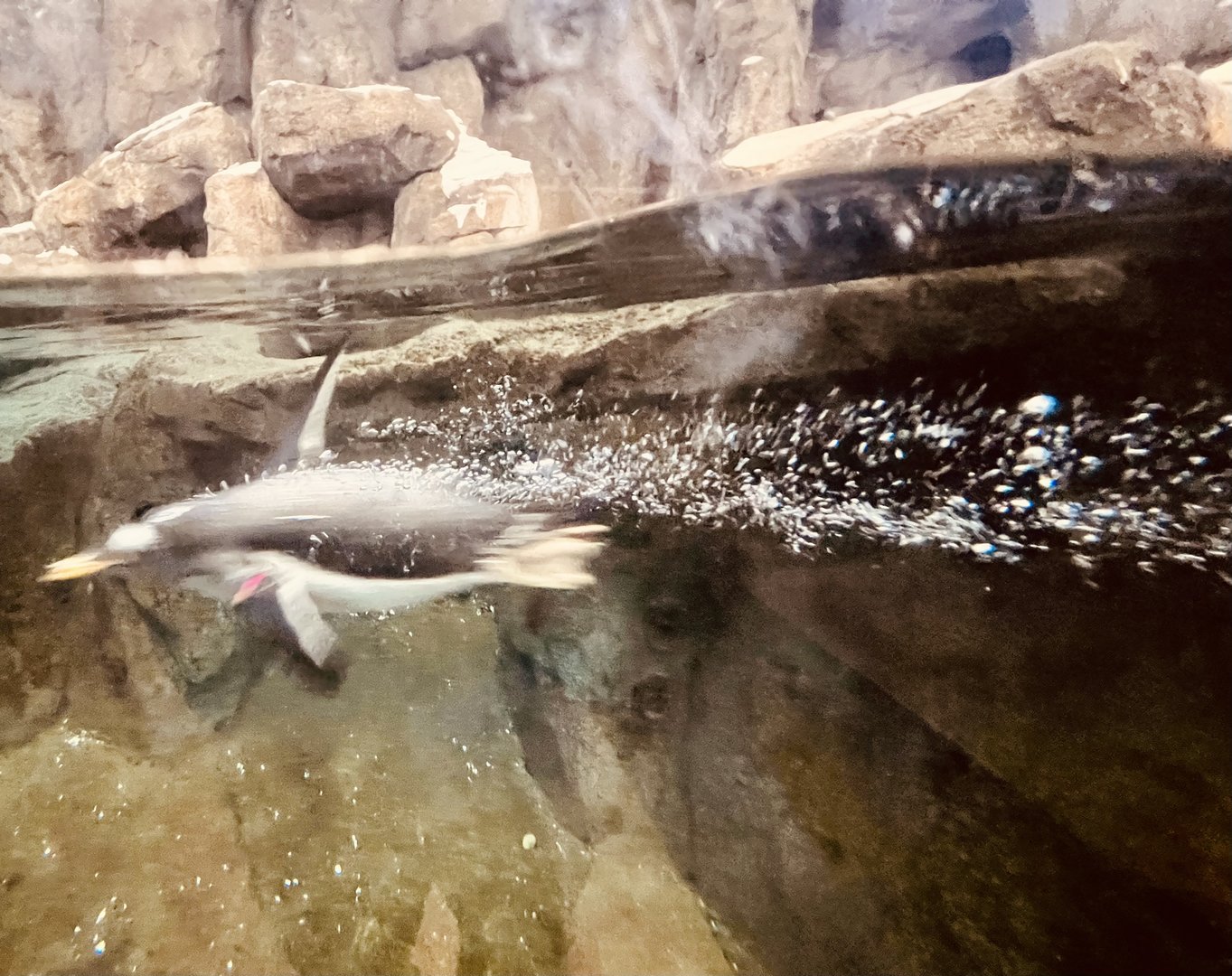 Yes it’s blurry…but it is about the illusion of movement (note the bubble).