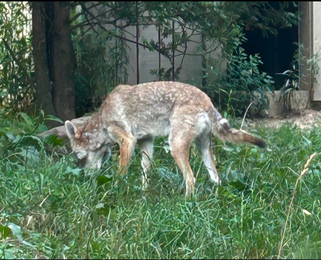 Yes, the Coyote is a lifer for me (7/12/25)