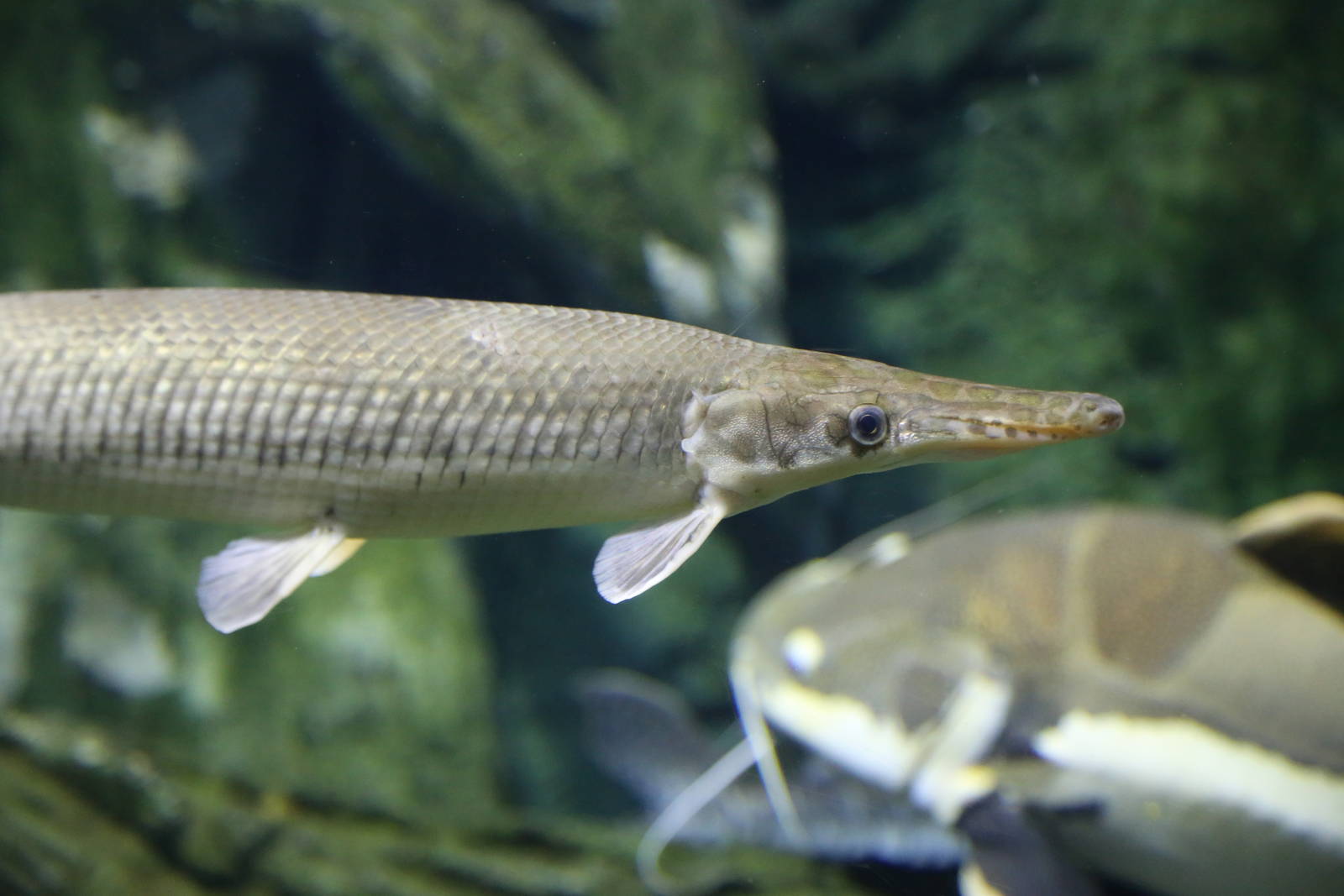 Yet Another Fish ID Please?