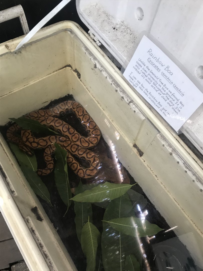 Yet another look at the rainbow boa cooler