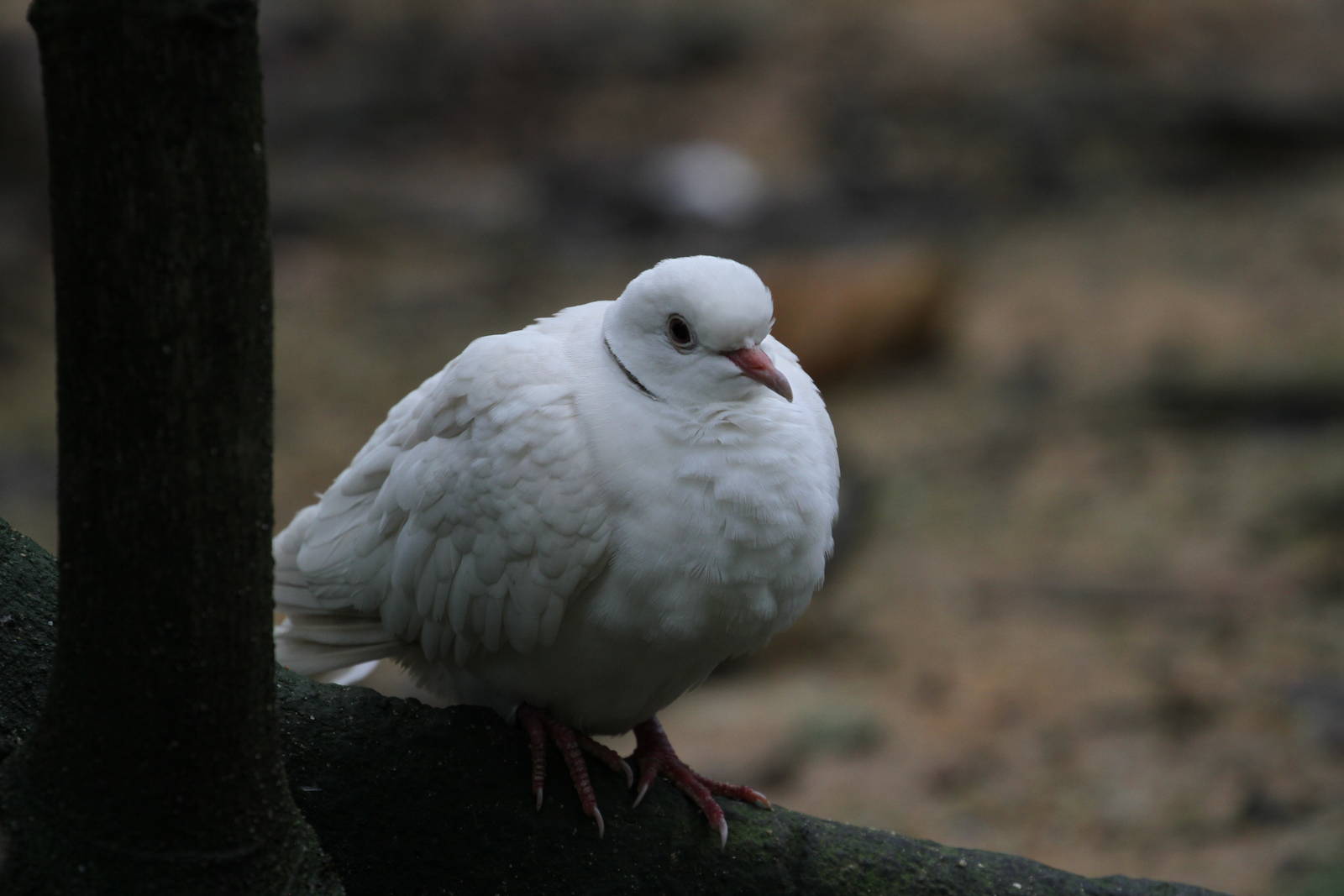 Yet Another Pigeon / Dove ID?